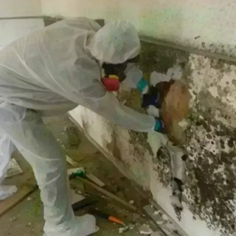 Mold Remediation and Removal in Ferron, UT